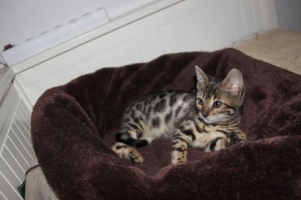 Unser brown spotted Bengalmädchen Mila sucht noch ein