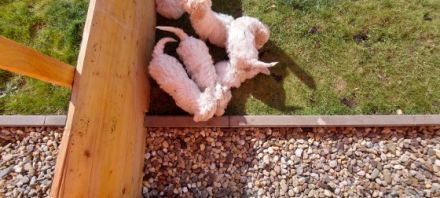 Hallo unser Hündin hat wunderschöne Welpen geworfen es