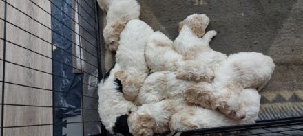 Hallo unser Hündin hat wunderschöne Welpen geworfen es