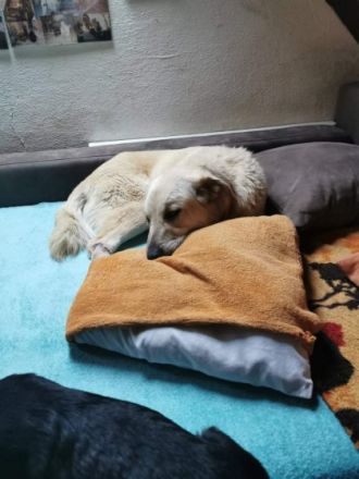 Emma (Tierschutzhund), Auf HSH-erfahrener Pflegestelle