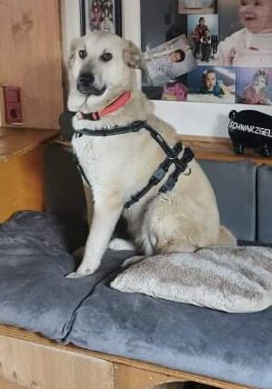 Emma (Tierschutzhund), Auf HSH-erfahrener Pflegestelle