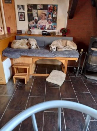 Emma (Tierschutzhund), Auf HSH-erfahrener Pflegestelle