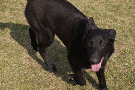 Holländische Schäfer x Malinois Junghunde Wurfdatum: 31