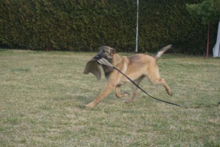 Holländische Schäfer x Malinois Junghunde Wurfdatum: 31