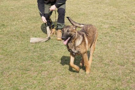 Holländische Schäfer x Malinois Junghunde Wurfdatum: 31
