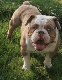 Die Welpen sind am 17.03.2022 geboren (3 Weibchen & 3