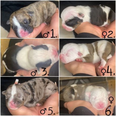 Die Welpen sind am 17.03.2022 geboren (3 Weibchen & 3