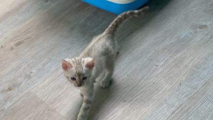 Hallo, vier süße, wunderschöne Bengal Kitten wachsen in