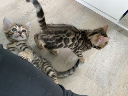 Hallo, vier süße, wunderschöne Bengal Kitten wachsen in