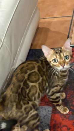 Hallo, vier süße, wunderschöne Bengal Kitten wachsen in