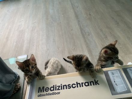 Hallo, vier süße, wunderschöne Bengal Kitten wachsen in