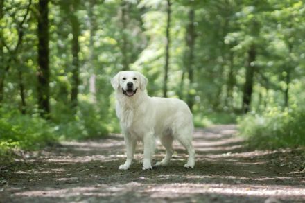 Madox of Wood-Palace