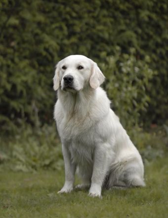 Madox of Wood-Palace