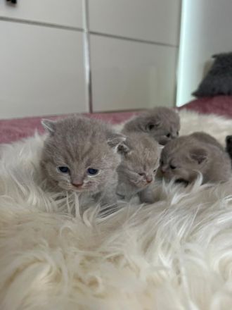 BKH (reinrassig) Deckkater mit viel Erfahung