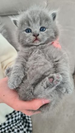 BKH (reinrassig) Deckkater mit viel Erfahung