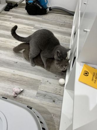 BKH (reinrassig) Deckkater mit viel Erfahung