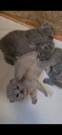 BKH (reinrassig) Deckkater mit viel Erfahung