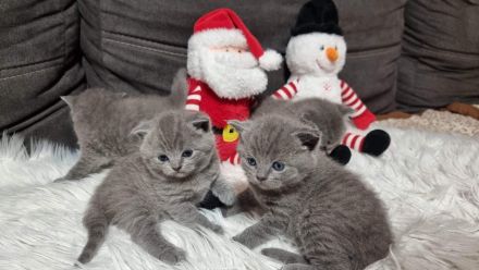 BKH (reinrassig) Deckkater mit viel Erfahung