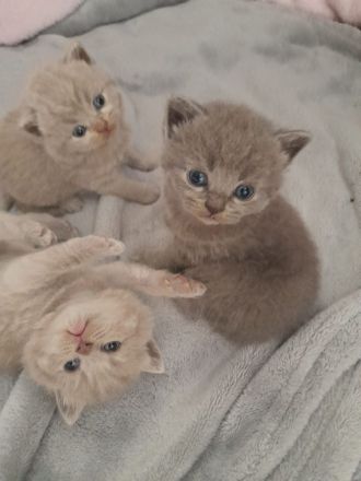 BKH (reinrassig) Deckkater mit viel Erfahung