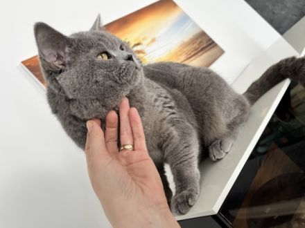 BKH (reinrassig) Deckkater mit viel Erfahung