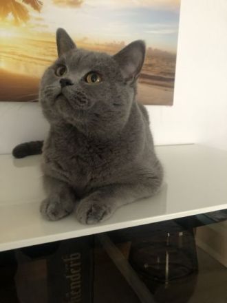 BKH (reinrassig) Deckkater mit viel Erfahung