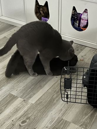 BKH (reinrassig) Deckkater mit viel Erfahung