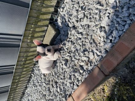 Hallo zusammen!, Französische Bulldogge, Welpen