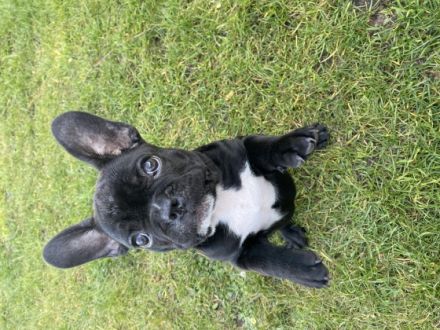 Hallo zusammen!, Französische Bulldogge, Welpen