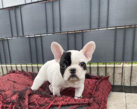 Hallo zusammen!, Französische Bulldogge, Welpen