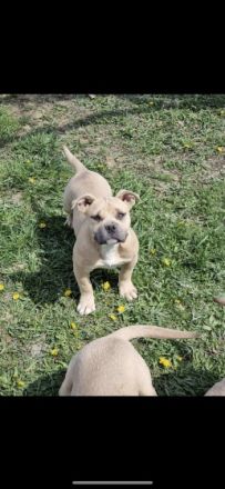 Suchen ein schönes Zuhause bitte direkt anrufen oder