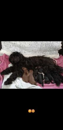 Innvietler Sonnenblick