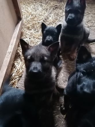 Verkaufe Schäferhundwelpen Geimpft, gechipt und