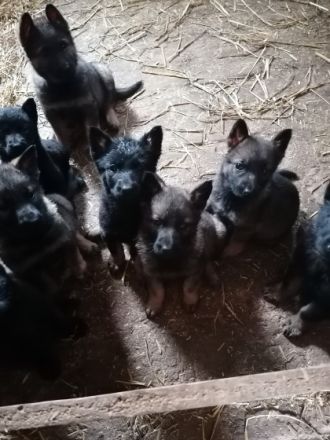 Verkaufe Schäferhundwelpen Geimpft, gechipt und