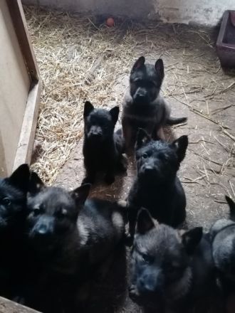 Verkaufe Schäferhundwelpen Geimpft, gechipt und