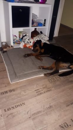 Ich heiße aris Ich bin Stubenrein Ich bin kinderlieb