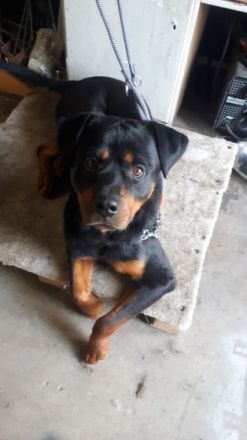 Ich heiße aris Ich bin Stubenrein Ich bin kinderlieb