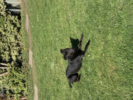 Wir verkaufen unseren 10 Monate alten Rüden. Er ist