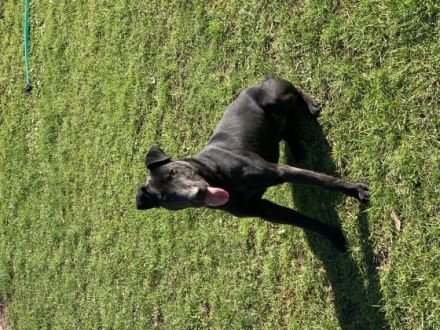 Wir verkaufen unseren 10 Monate alten Rüden. Er ist