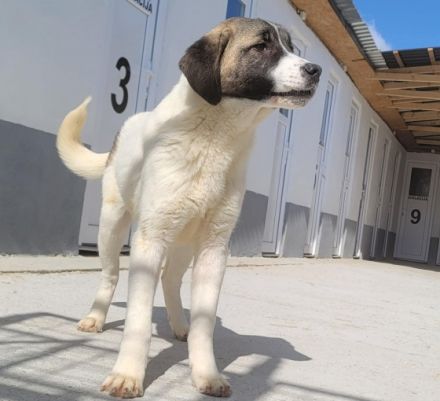 Amira ist eine Junghündin und Schwester von vier