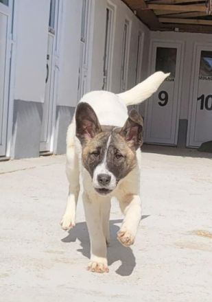 Amira ist eine Junghündin und Schwester von vier