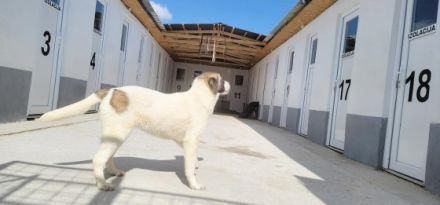 Amira ist eine Junghündin und Schwester von vier