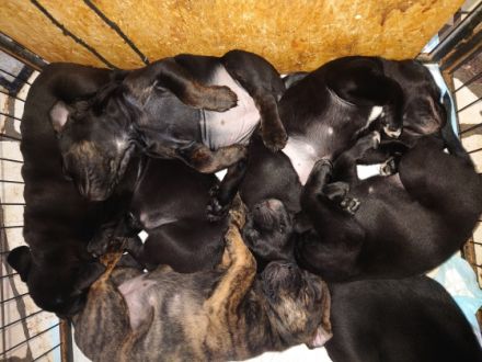 Rottweiler OEB Welpen Unsere OEB und unser Rottweiler