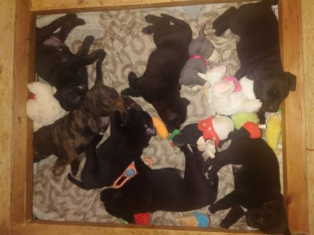 Rottweiler OEB Welpen Unsere OEB und unser Rottweiler