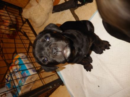 Rottweiler OEB Welpen Unsere OEB und unser Rottweiler