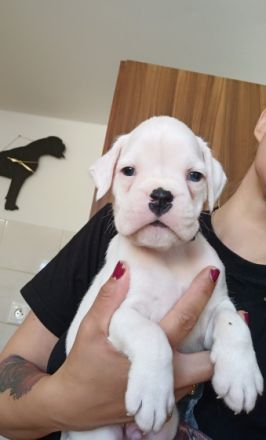 3 wunderschoene Boxer Rueden und 1 wunderschoenes Boxer