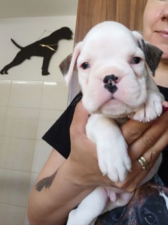 3 wunderschoene Boxer Rueden und 1 wunderschoenes Boxer