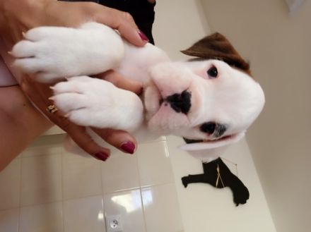 3 wunderschoene Boxer Rueden und 1 wunderschoenes Boxer