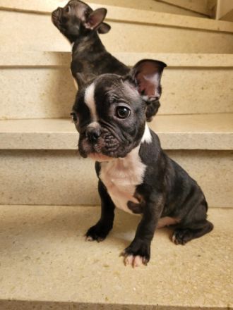 Wundervolle französiche bulldogge weekend,reinrassig,