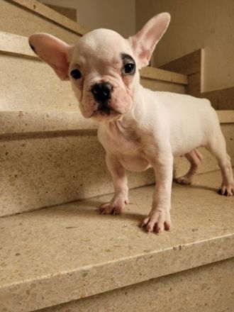 Wundervolle französiche bulldogge weekend,reinrassig,