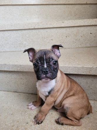 Wundervolle französiche bulldogge weekend,reinrassig,